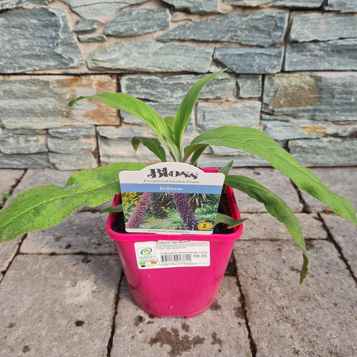 Pride of Madeira Echium candicans (2Ltr Pot)