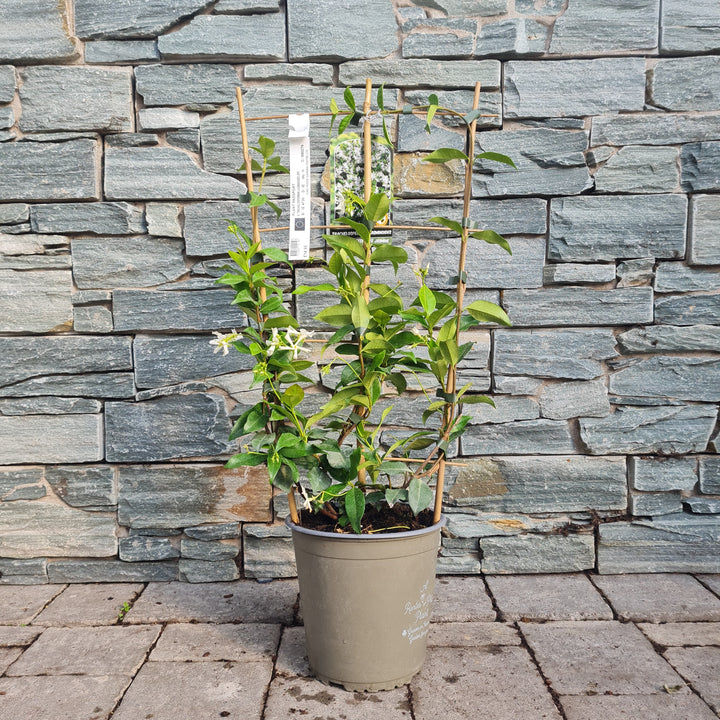 TRACHELOSPERMUM JASMINOIDES (RP) 60cm 3.5ltr Pot