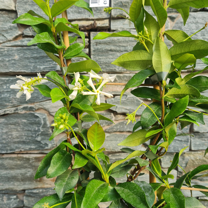 TRACHELOSPERMUM JASMINOIDES (RP) 60cm 3.5ltr Pot