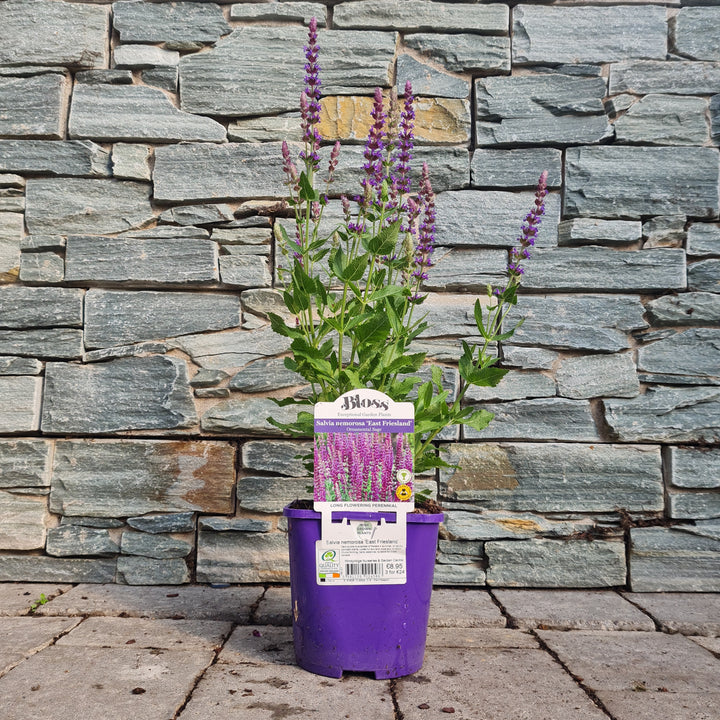 Garden Sage Salvia East Friesland (2Ltr Pot)