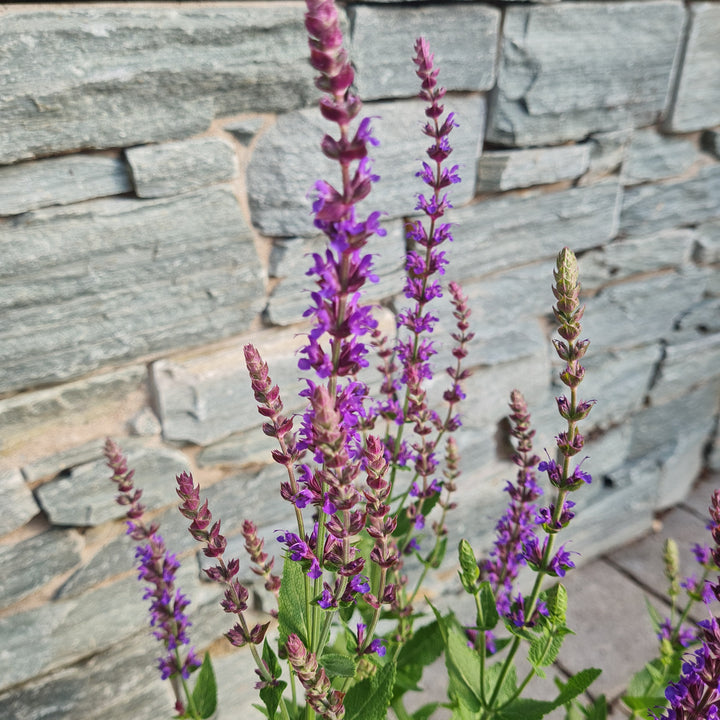 Garden Sage Salvia East Friesland (2Ltr Pot)