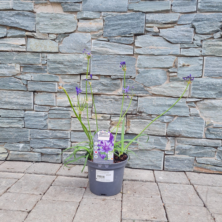 African-Lily-(Agapanthus-Brilliant-Blue)-Potted