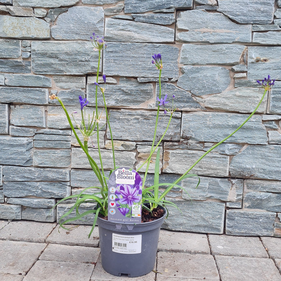 African-Lily-(Agapanthus-Brilliant-Blue)-Potted