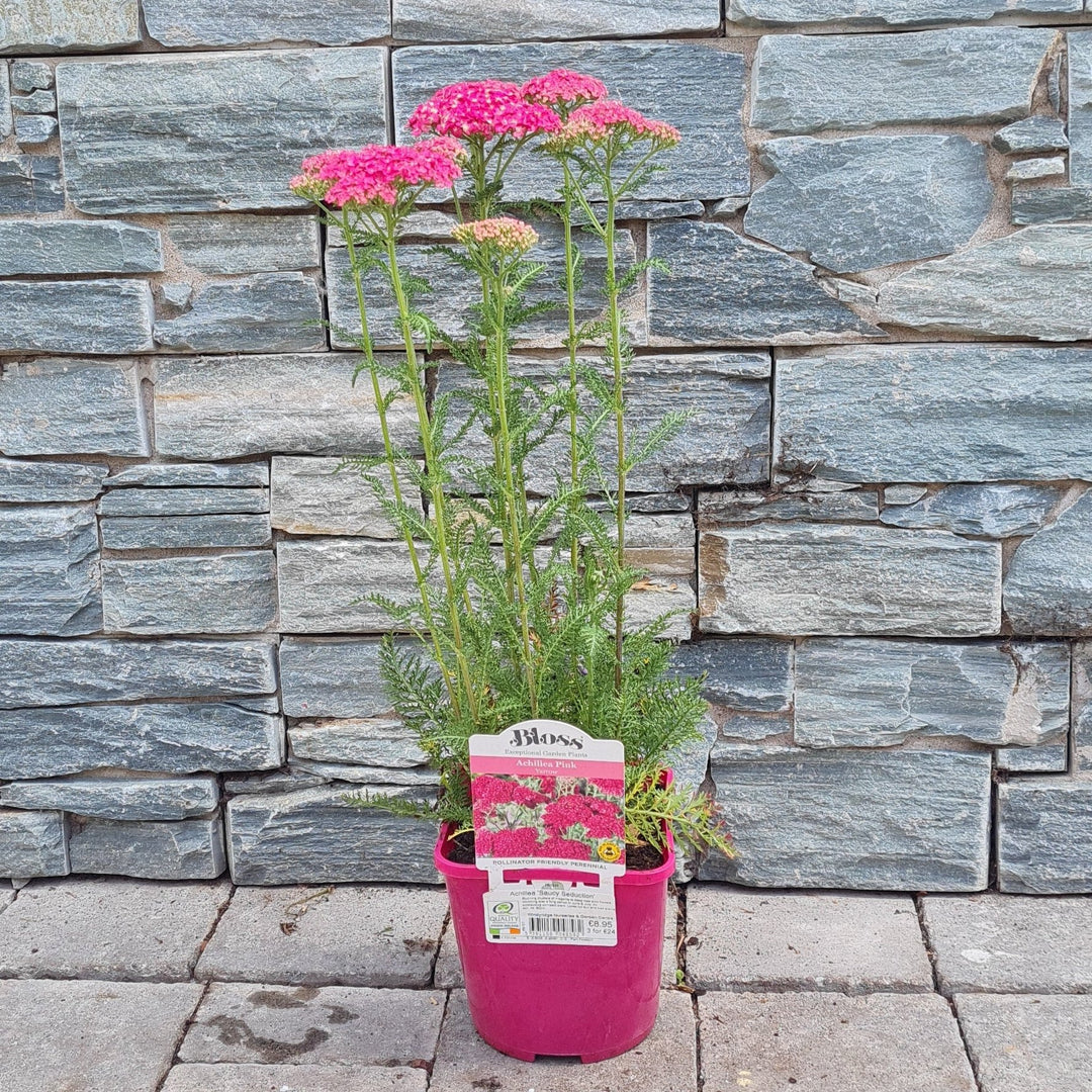 Achillea-Tutti-Saucy-Seduction-Potted