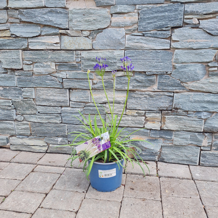 Agapanthus  Brilliant Blue