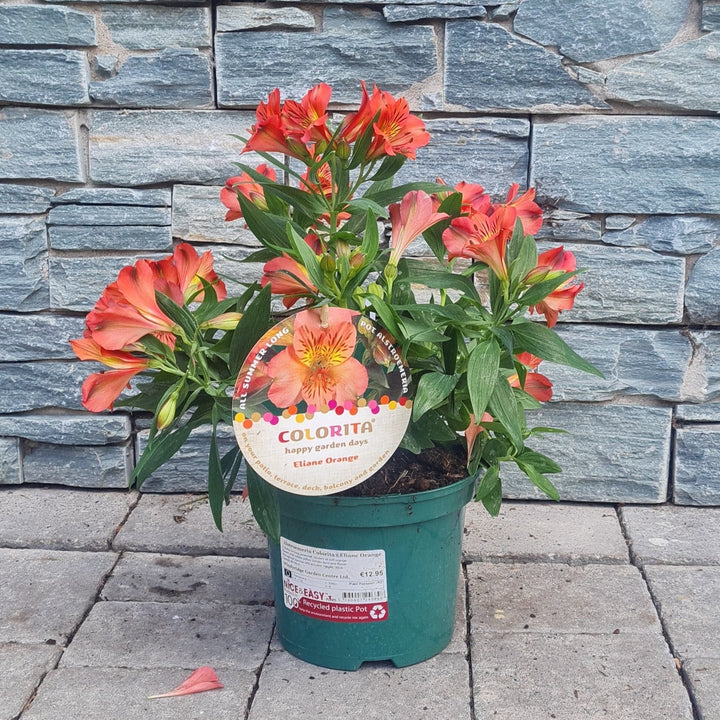 Alstroemeria ColoritaElaine Orange
