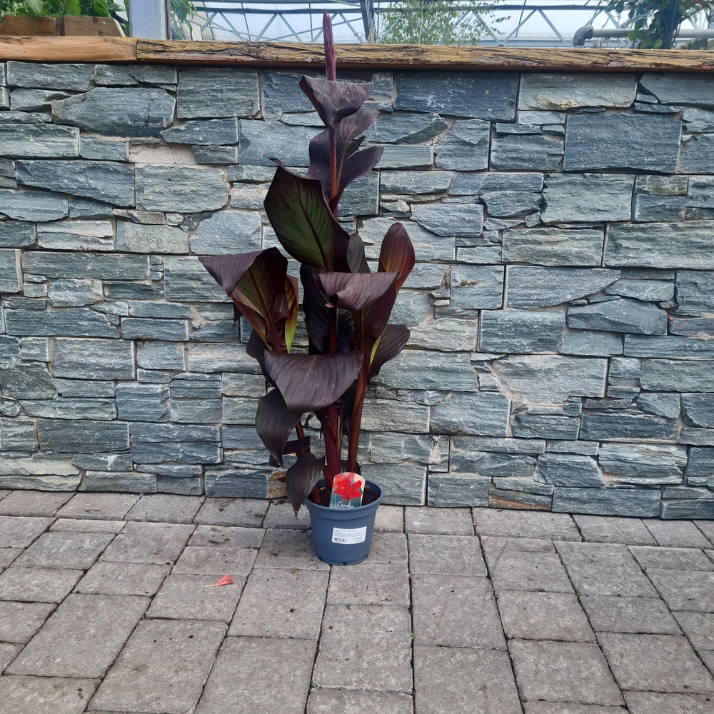 Canna Island Red Velvet (17Cm Pot) - Herbaceous - Windyridge Garden Centre