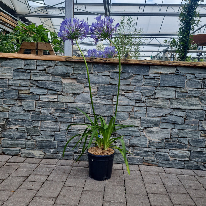 Agapanthus-Umbellatus Blue-Potted