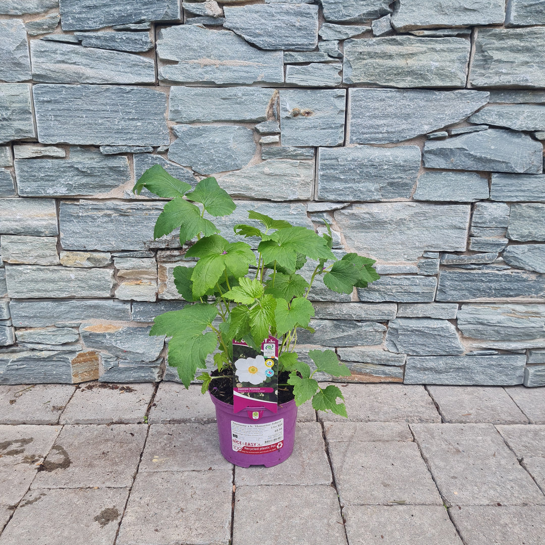 Windflower Anemone Hybrida Honorine Jobert (2Ltr Pot)