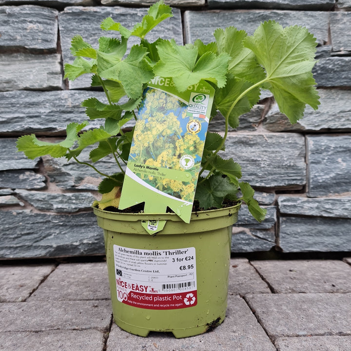 Ladys Mantle Alchemilla Mollis Thriller (2Ltr Pot)