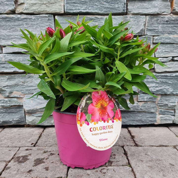 Alstroemeria-Colorita-Eliane-Potted