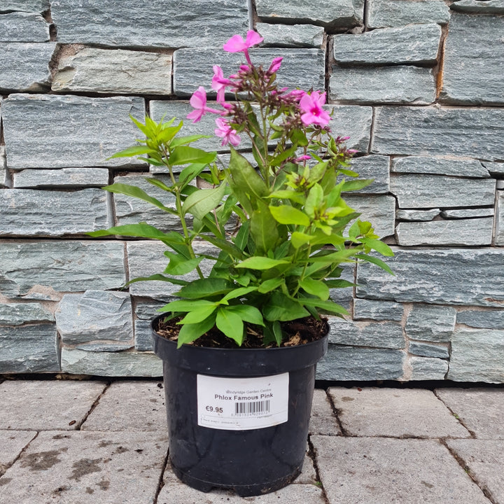 Phlox-Famous-Pink-Potted
