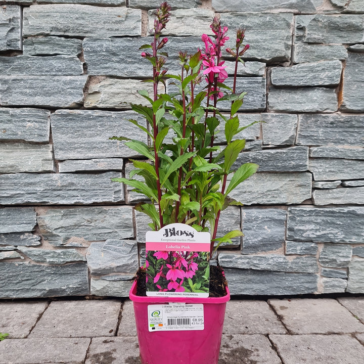 Lobelia-Starship-Rose-Potted