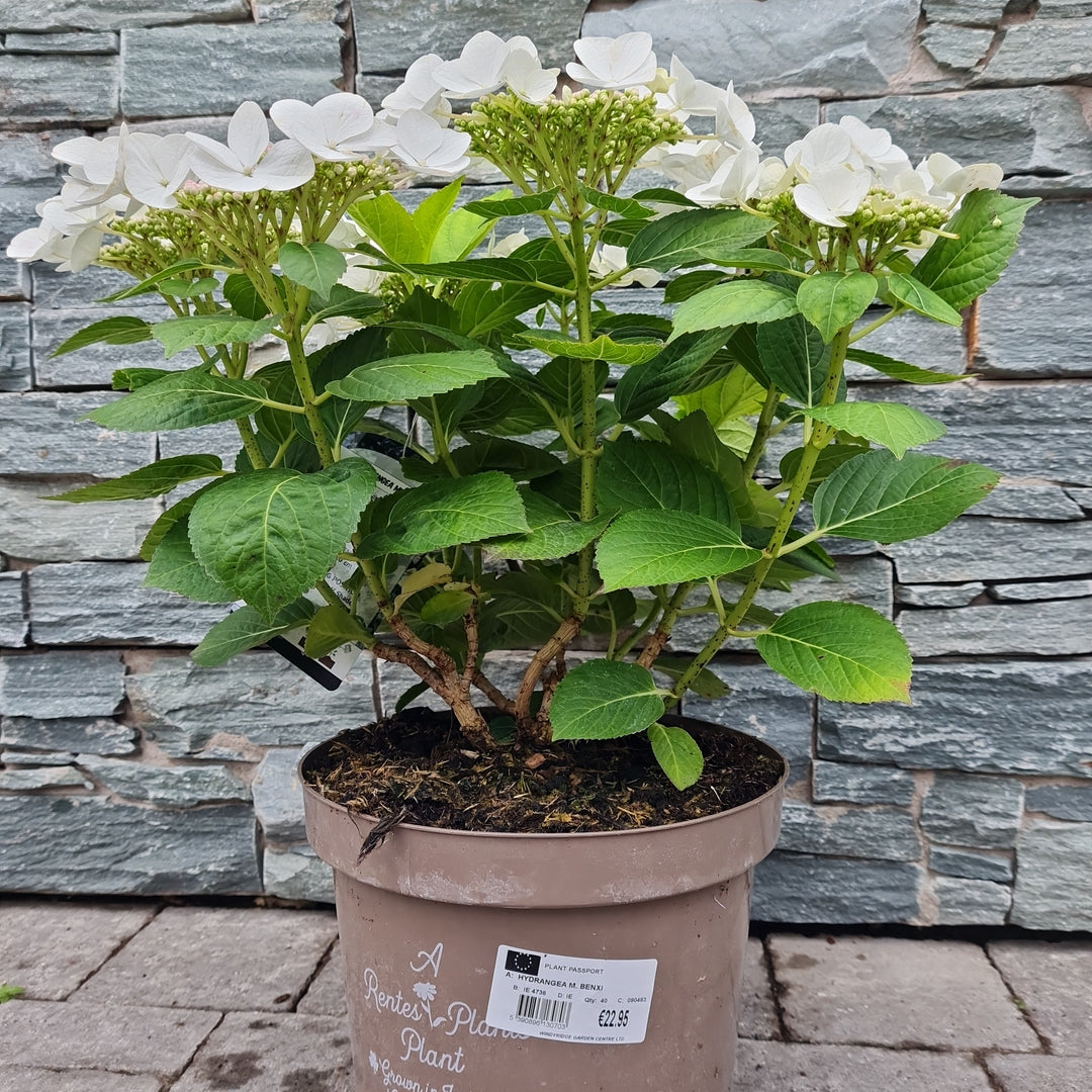 HYDRANGEA M. BENXI