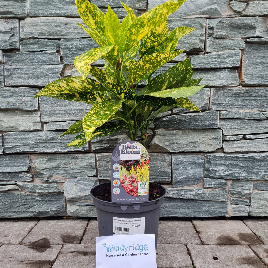 Aucuba Japonica Crotonifolia 30-40Cm - Shrubs - Windyridge Garden Centre