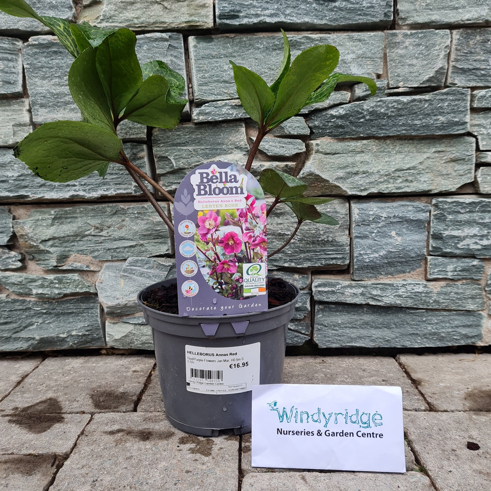 Helleborus-Annas-Red-Potted