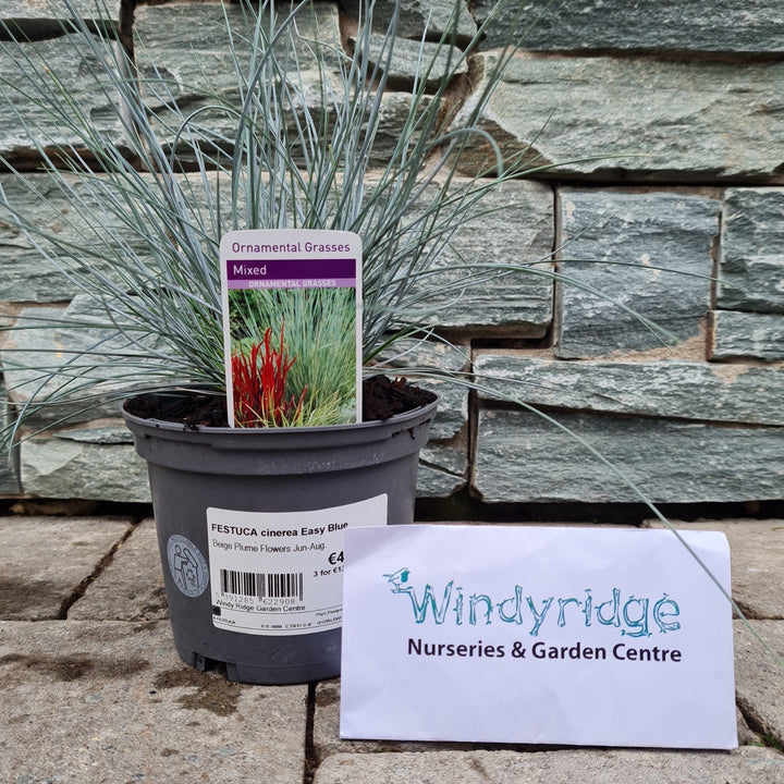 FESTUCA cinerea Easy Blue