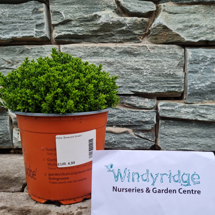Hebe Emerald Green (13cm Pot)