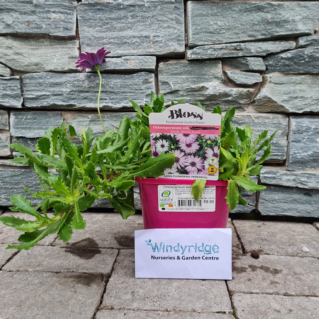 Osteospermum-Ecklonis-Prostratum-Potted