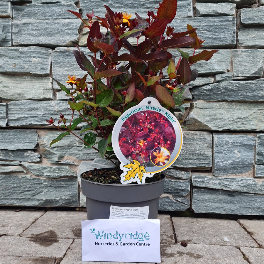 Hypericum Miracle Night  (2Ltr Pot) - Shrubs - Windyridge Garden Centre