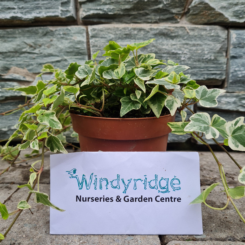 Ivy-Hedera-hel.-White-Wonder-Potted-1