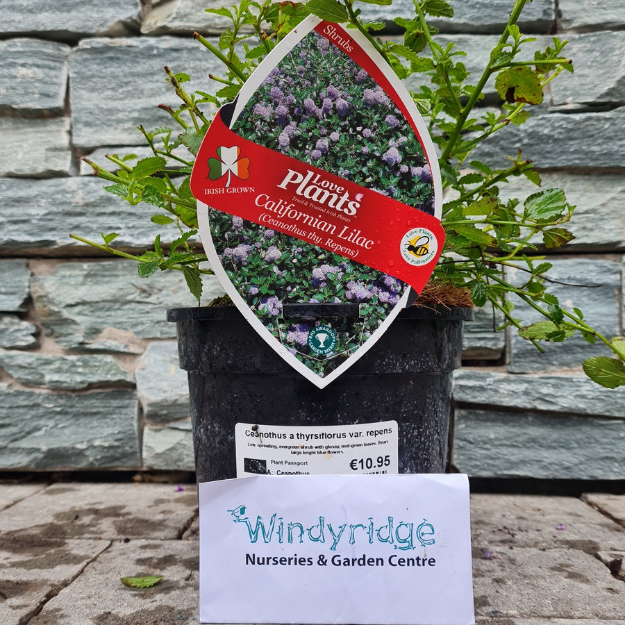 Ceanothus Thyrs Repens - Shrubs - Windyridge Garden Centre