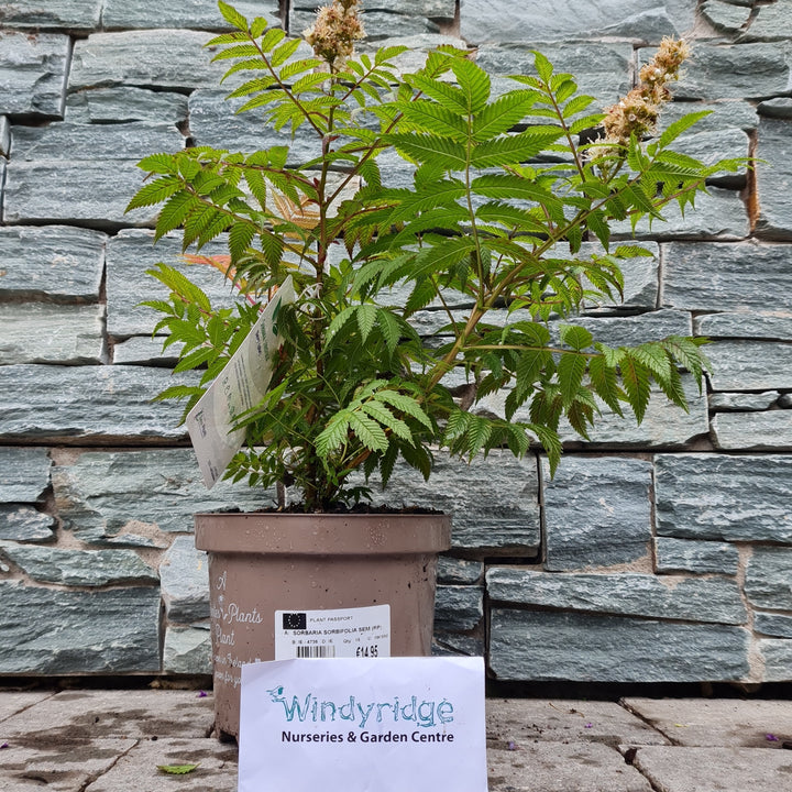 SORBARIA-SORBIFOLIA-SEM-Potted