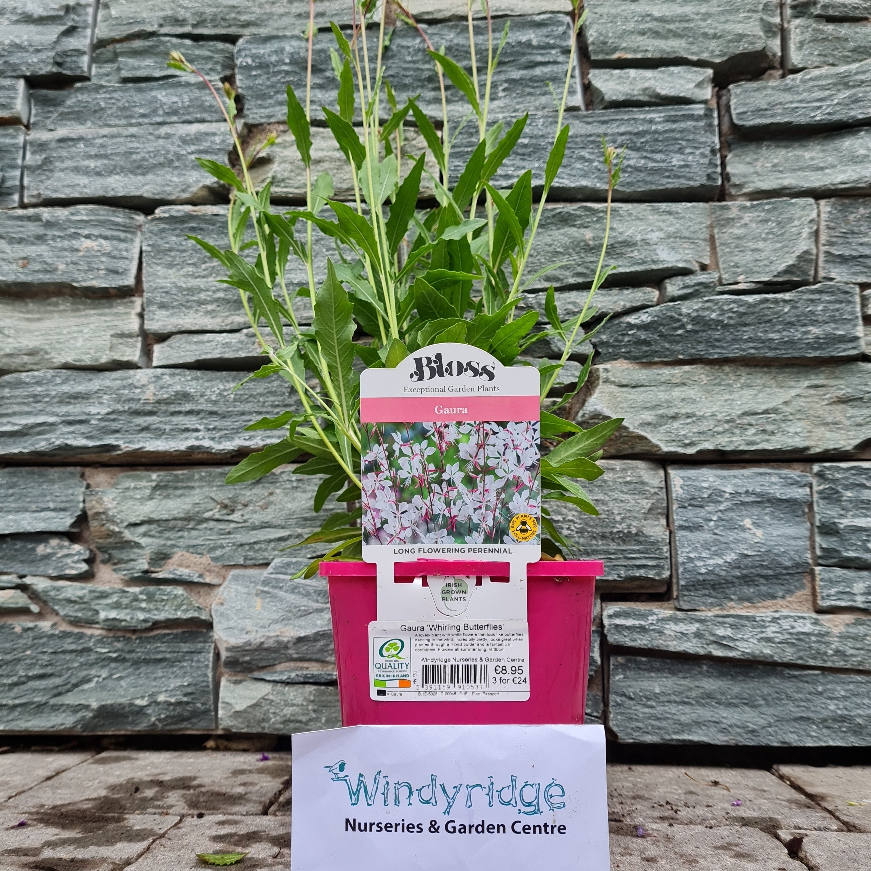 Buy Gaura 'Elurra Whirling Butterflies' Online | Windyridge Garden ...