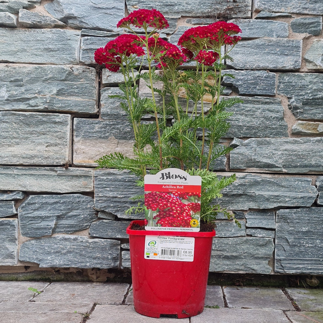 Achillea Millefolium Achillea Tutti Pomegranate (2Ltr Pot)