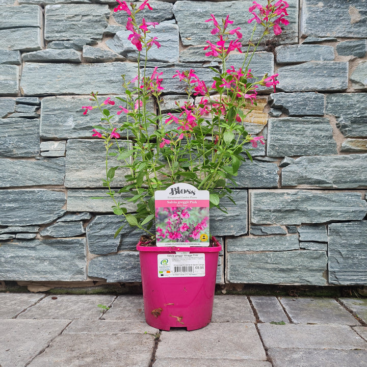Autumn-Sage-Salvia-greggii-Mirage-Pink-Potted-2