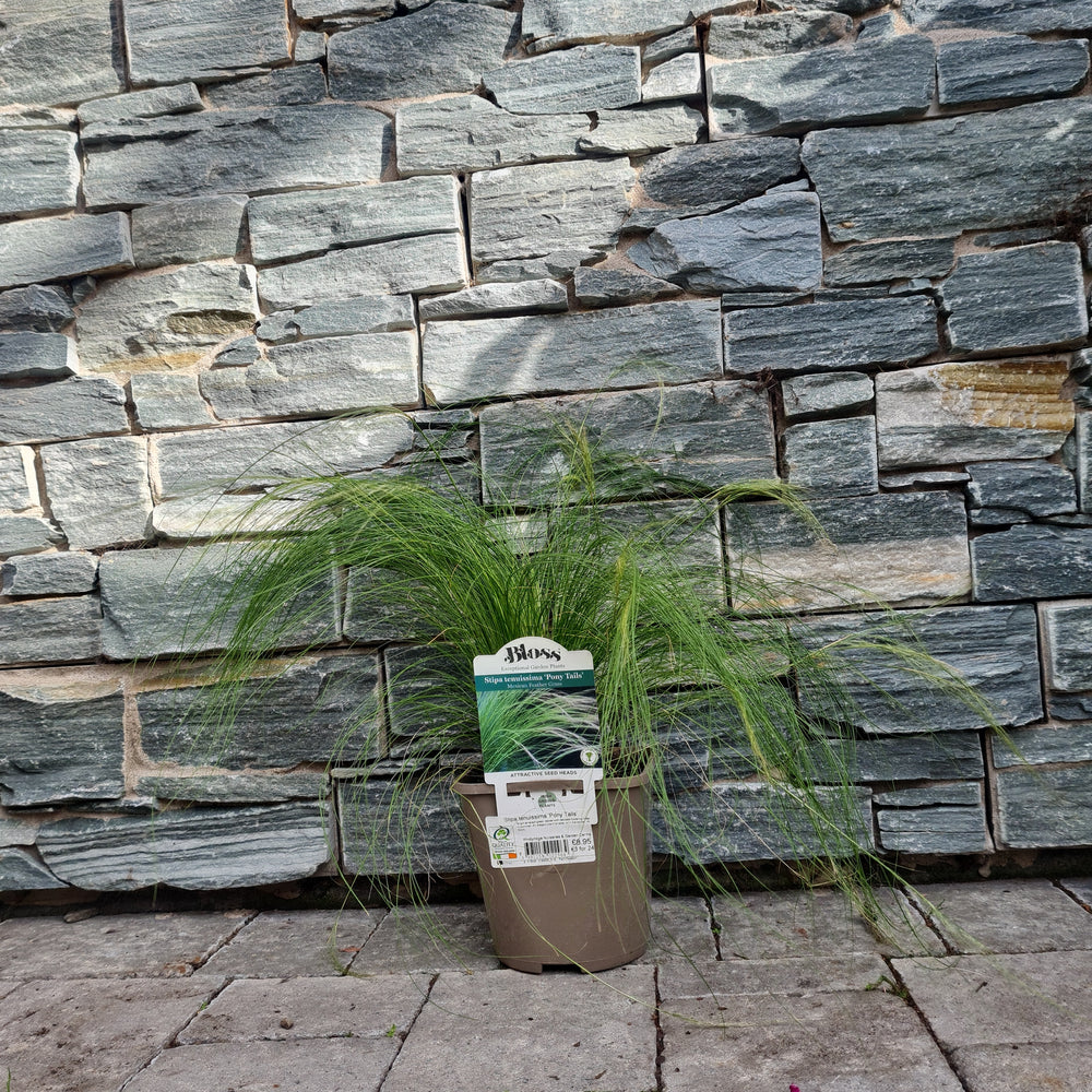Mexican-Feathergrass-Stipa-Tenuissima-Pony-Tails-Potted-2
