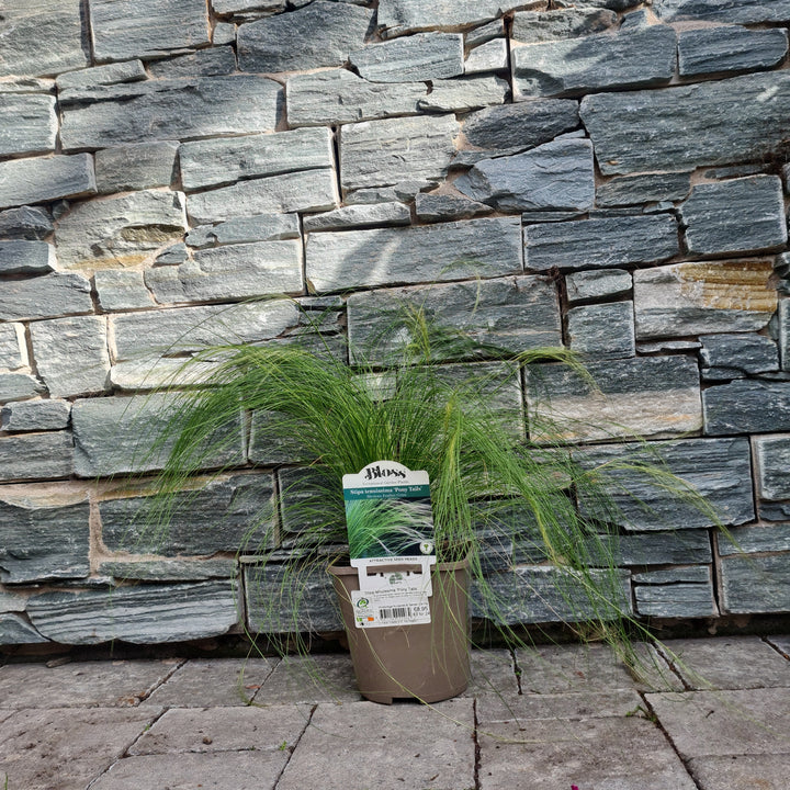 Mexican-Feathergrass-Stipa-Tenuissima-Pony-Tails-Potted-2