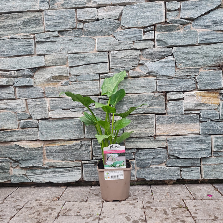 Zantedeschia-Aethiopica-Potted