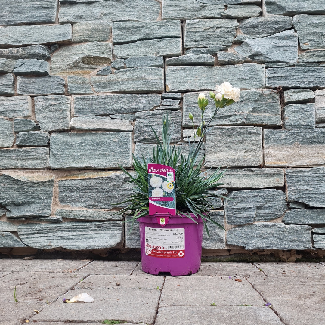 Dianthus-Memories-Potted