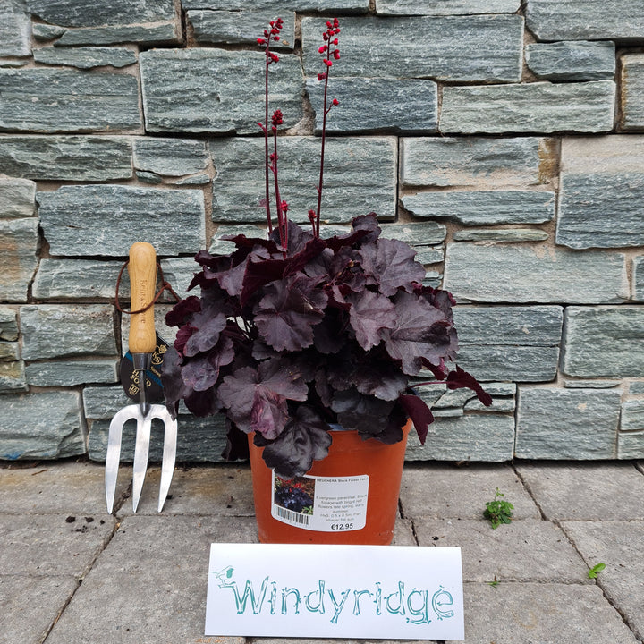 HEUCHERA Black Forest Cake