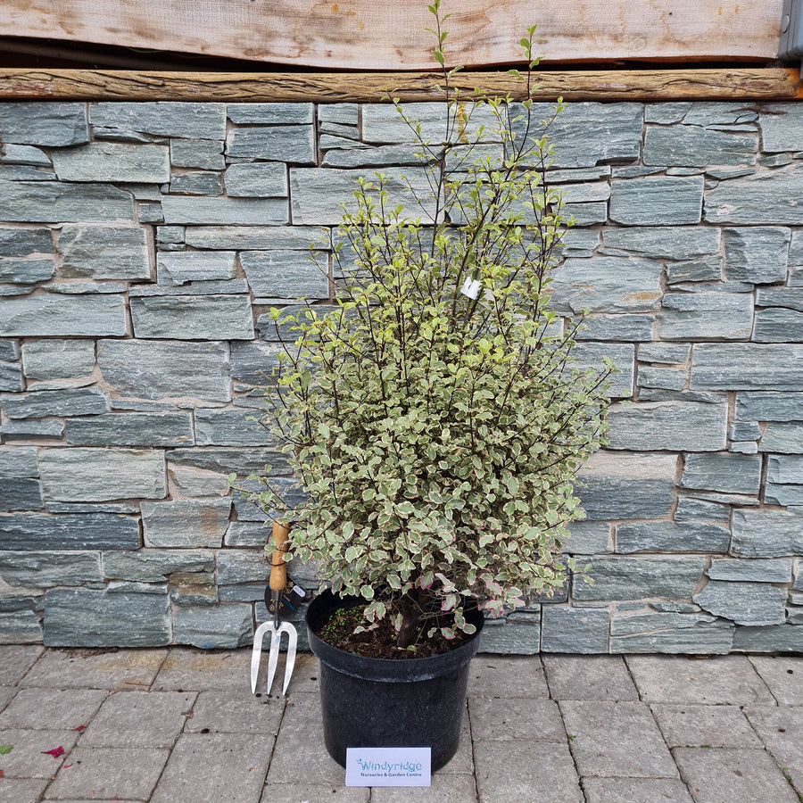 Pittosporum Victoria - Shrubs - Windyridge Garden Centre
