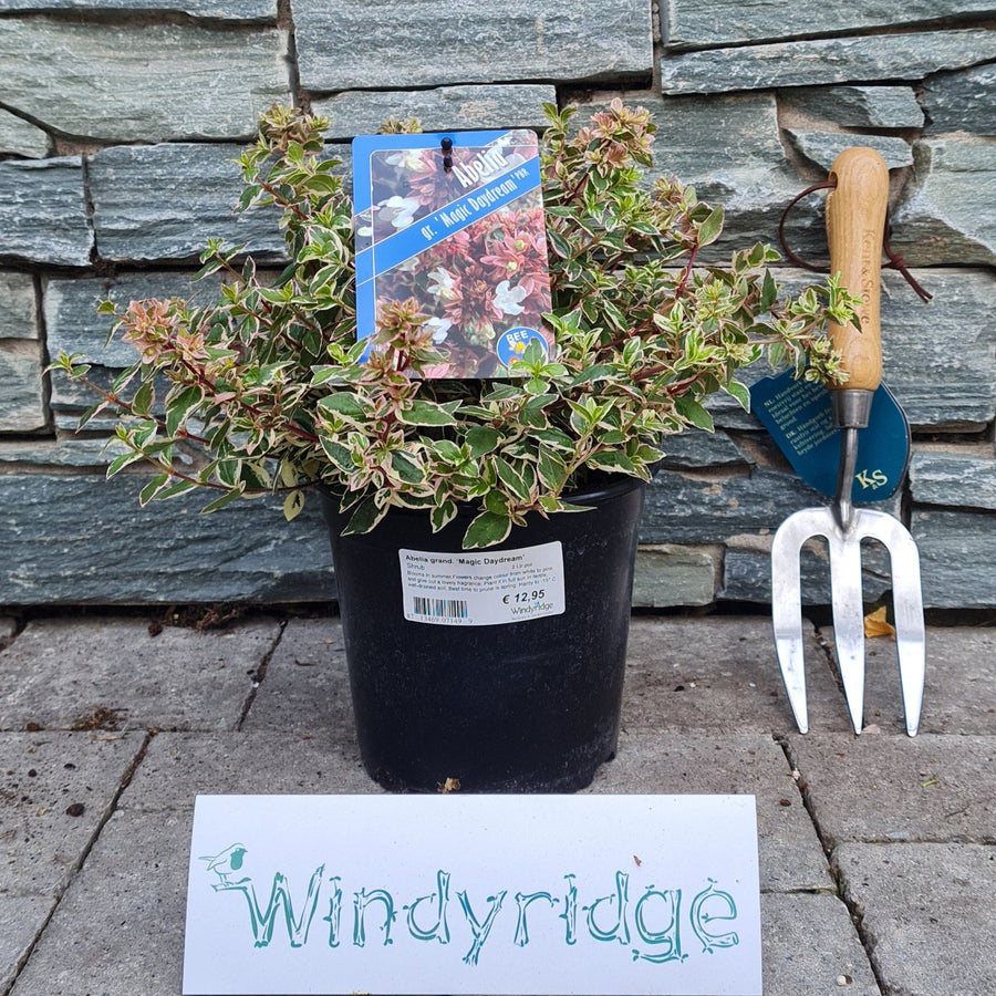 Abelia Grand. Magic Daydream  2 Ltr Pot - Shrubs - Windyridge Garden Centre