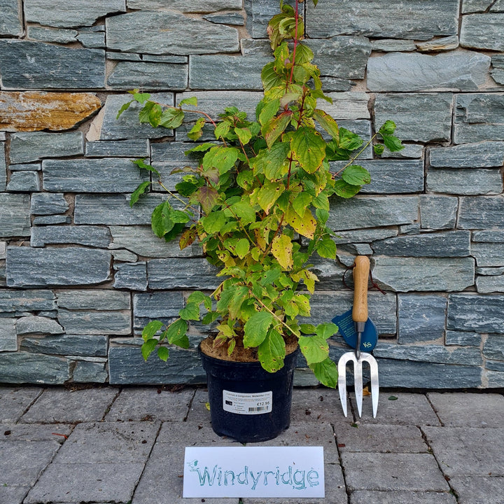 Cornus-Midwinter-Fire-Potted