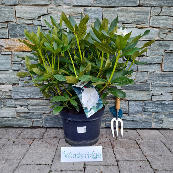 Rhododendron Cunninghams White