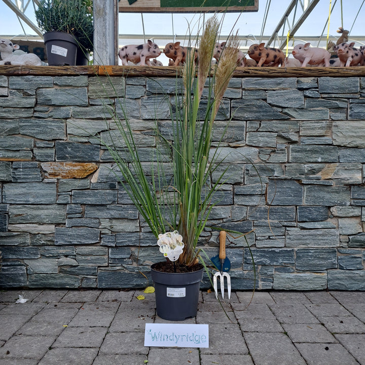Cortaderia selloana Junior  5 Ltr pot