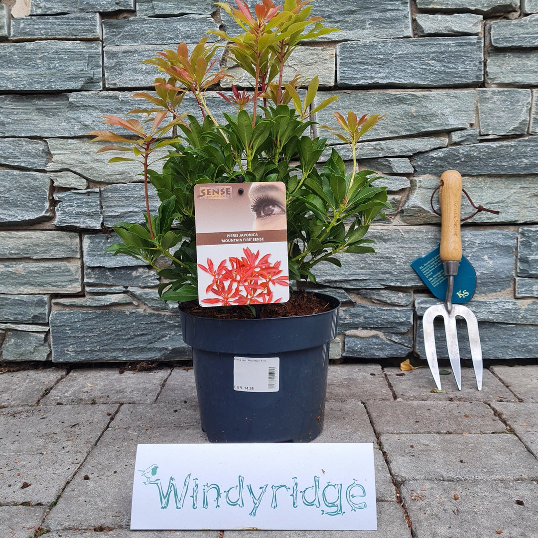 Pieris-jap.-Mountain-Fire-Potted