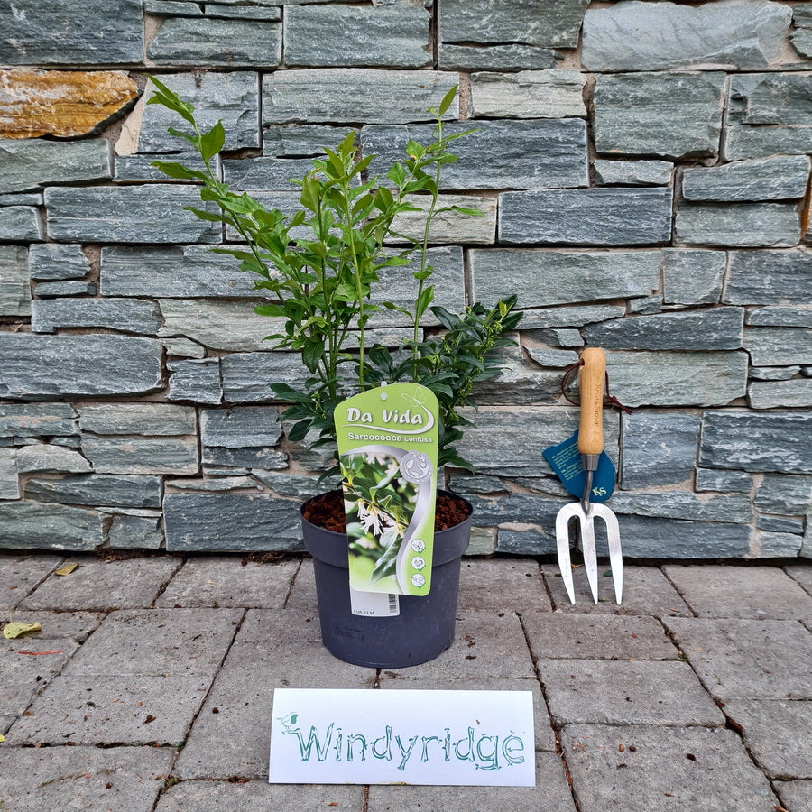 Sarcococca Confusa - Shrubs - Windyridge Garden Centre