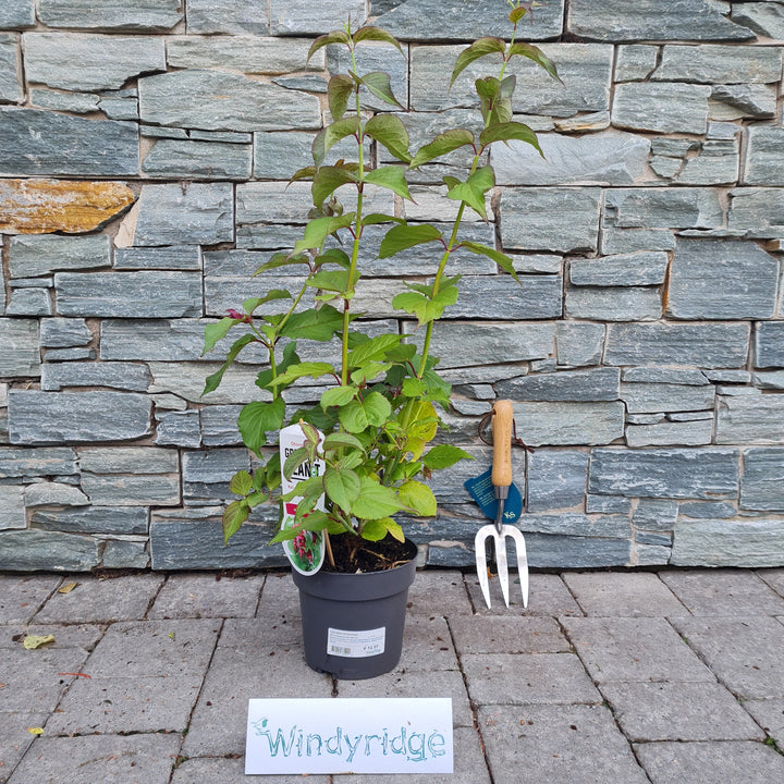 Leycesteria-formosa-Potted-1