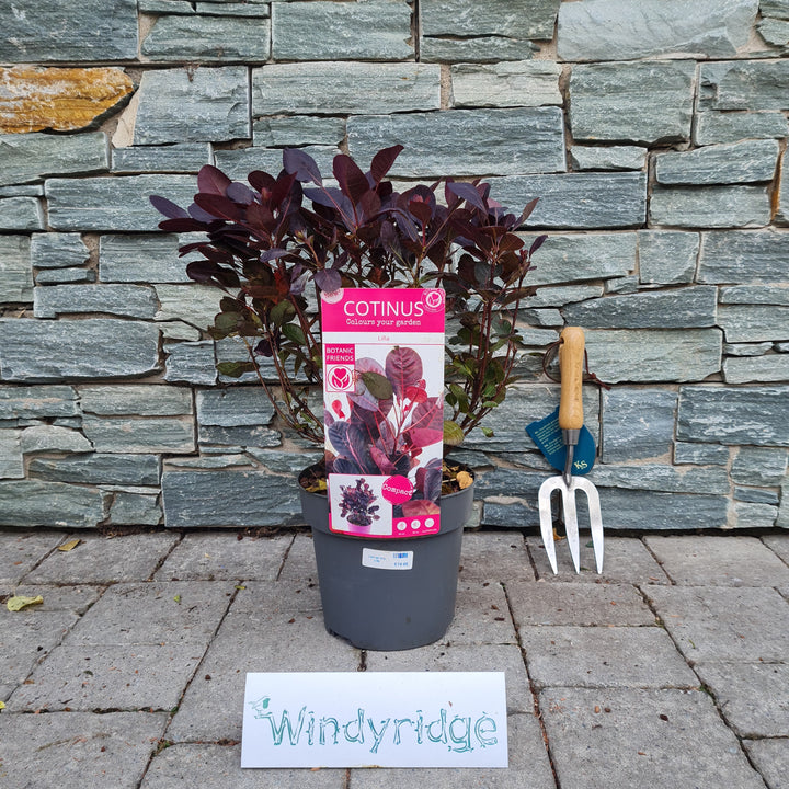 Cotinus cog. Lilla