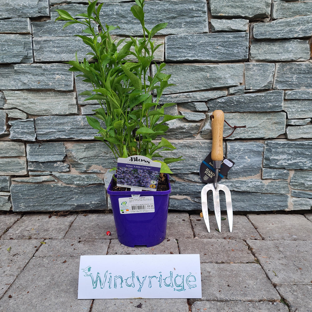 Aster-Little-Carlow-Potted-1