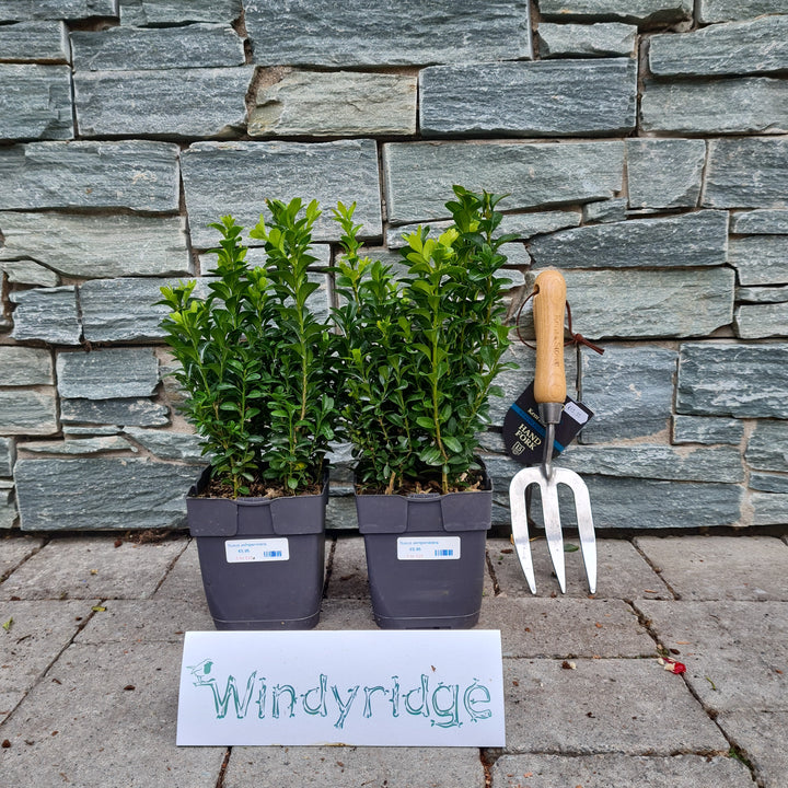 Buxus hedging Windyridge