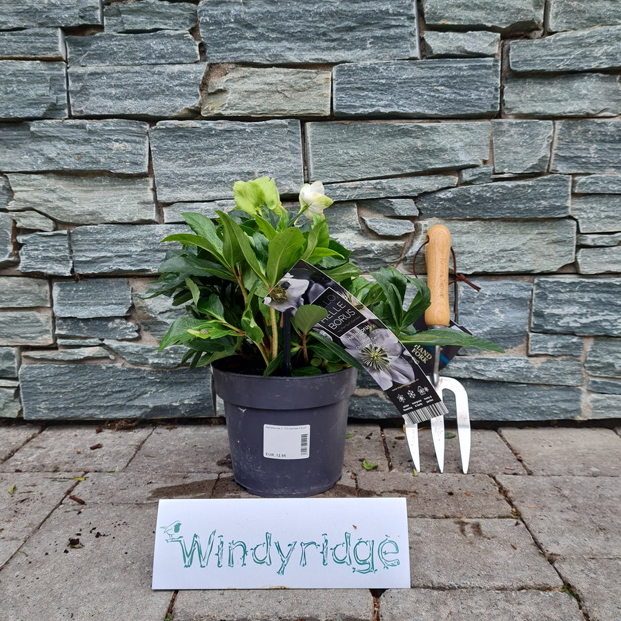 Helleborus N. Christmas Carol - Herbaceous - Windyridge Garden Centre