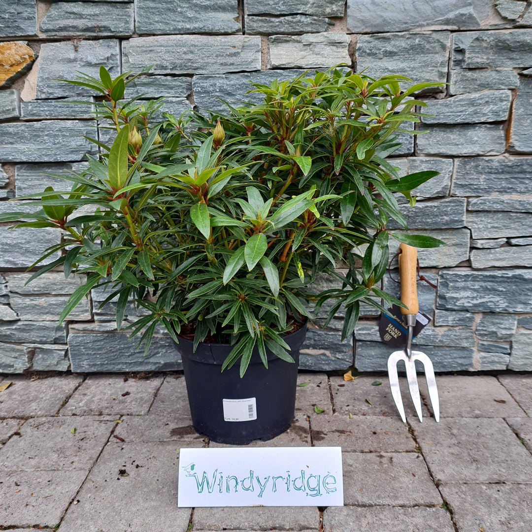 Rhododendron Graziella (5Ltr Pot)