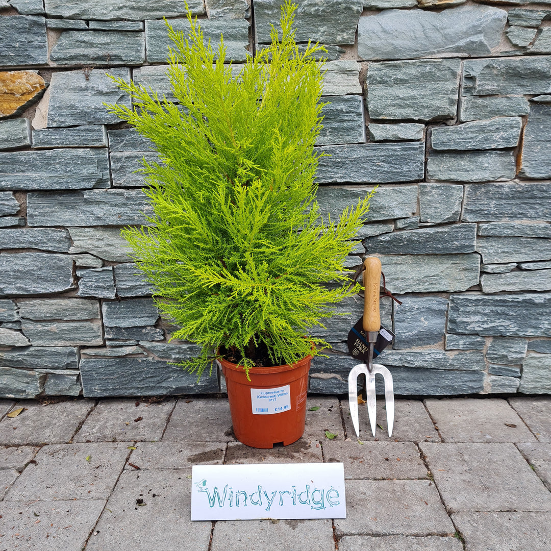 Cupressus-m-(Goldcrest)-Wilma-Potted