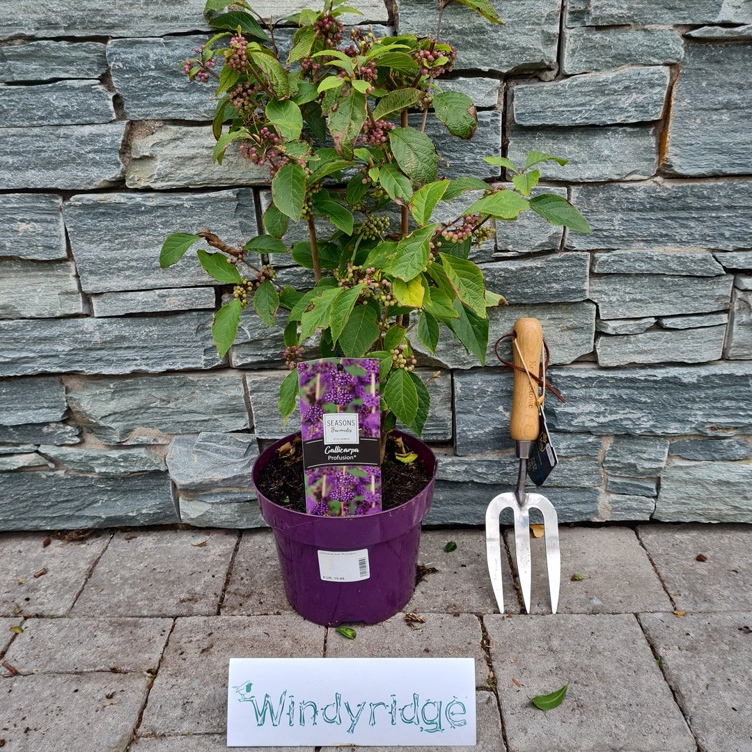 Callicarpa bod. Profusion